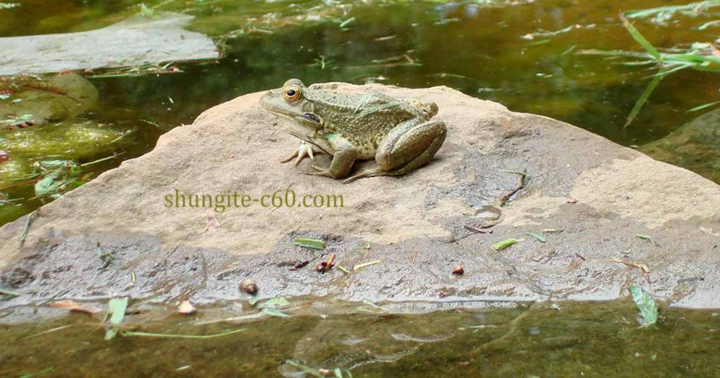 frog in a water