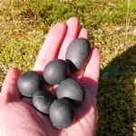 raw shungite unpolished stones