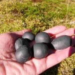 shungite rocks middle size